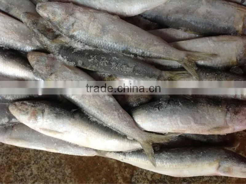 New caught whole round frozen sardine 8-10pcs/kg for market
