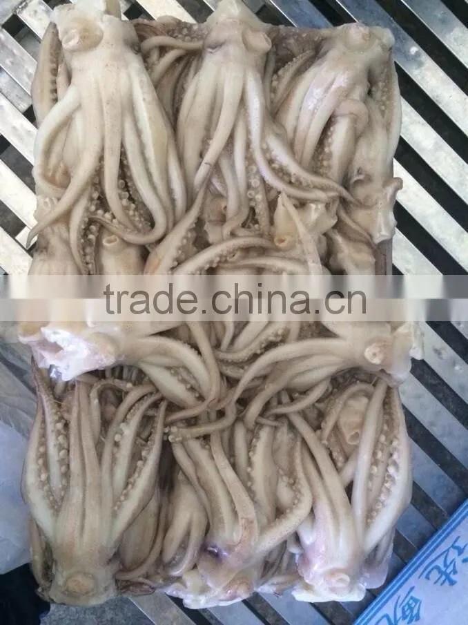 Frozen squid head from high quality Illex squids