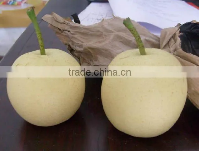 china ya pears