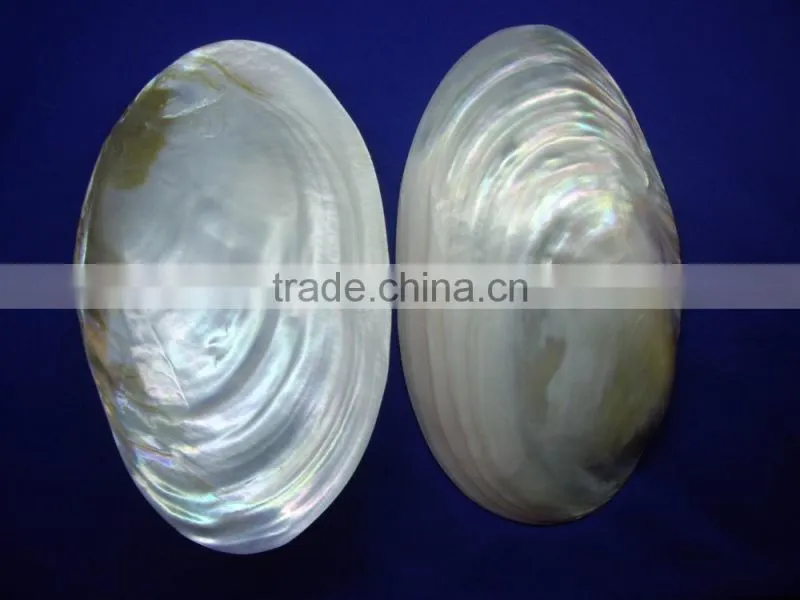 polished chinese river shell