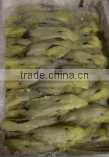Illex sqiud roe