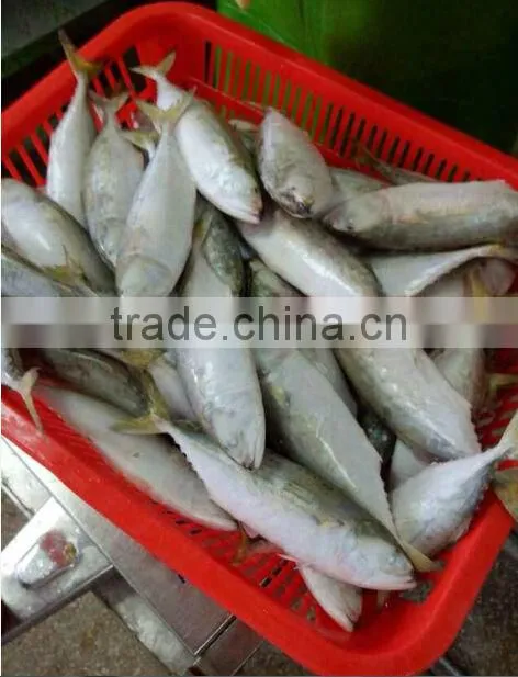 indian mackerel come from China