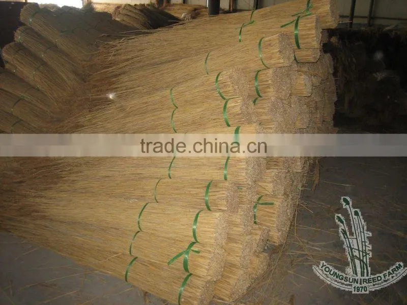 thatching reed bundles for roof
