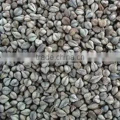 bitter buckwheat