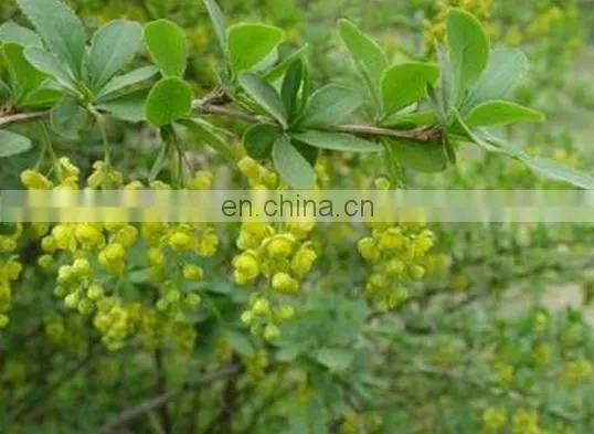 Sciyu supply Barberry Bark Extract powder