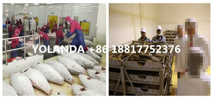 Complete Canned Fish Production Line / Tuna in Oil Production Line