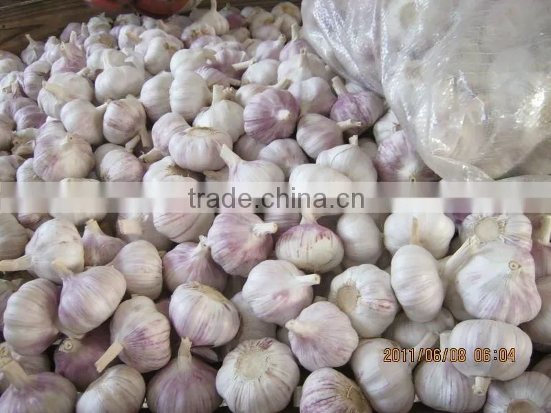 Dry White Garlic