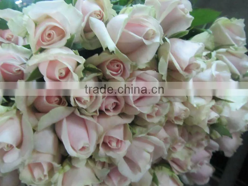Supply High Grade Cut Flowers From Kunming