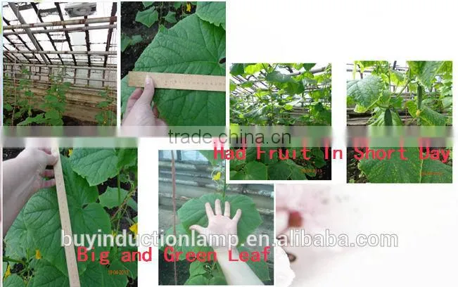 UL approved red phospor induction grow lamps
