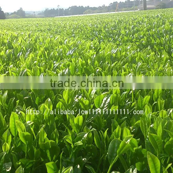 High-grade high quality deep-steamed japanese green tea brands for wholesale