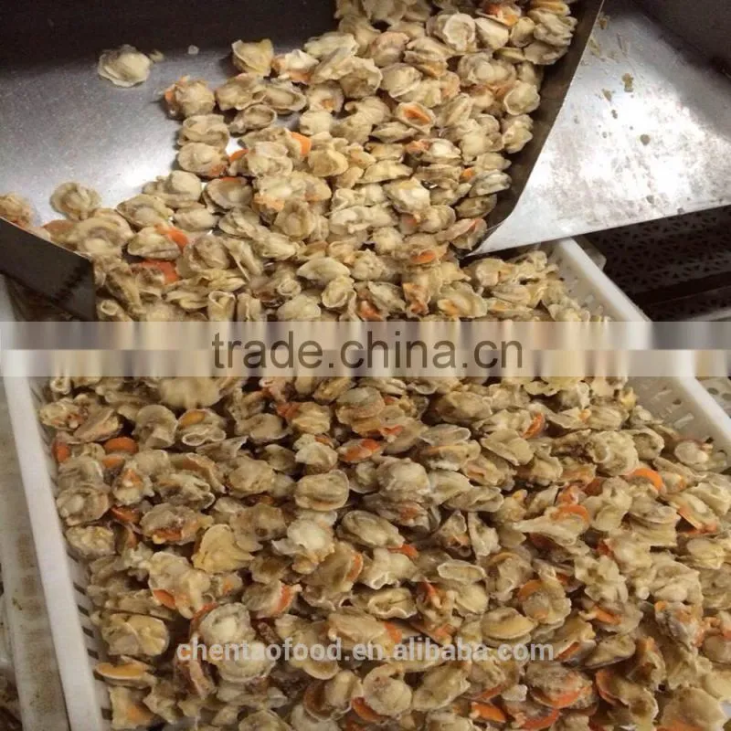 Shandong Shidao Chlamys Scallops
