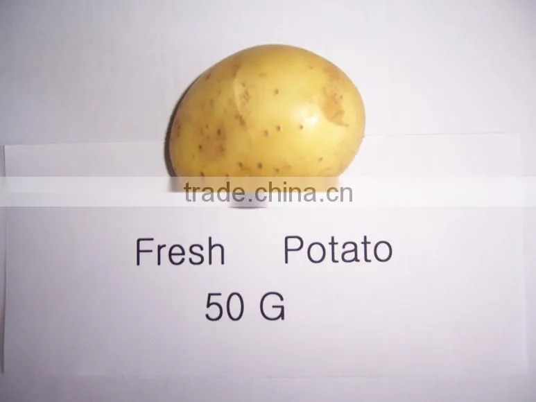Holland Potato to Dubai Market for Sale