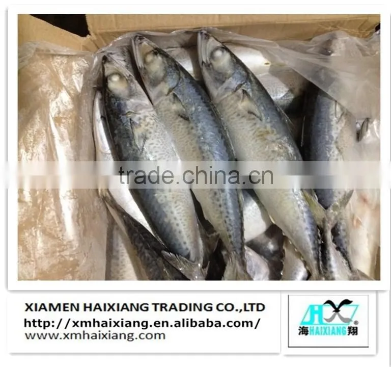 Frozen mackerel prices