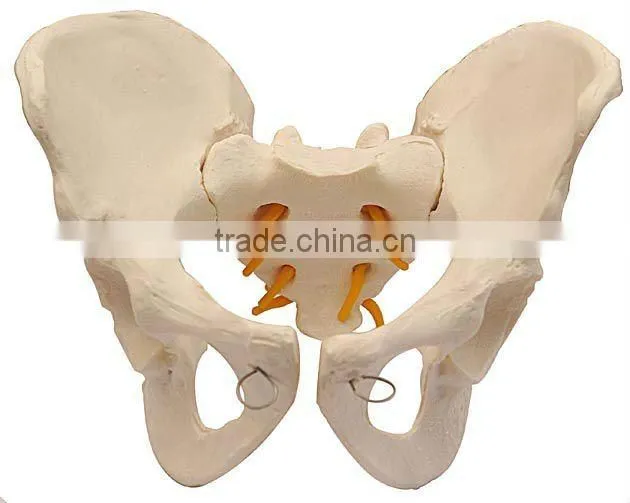 Model of Adult Female/Male Pelvis