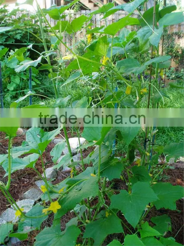 PE + UV plant support net Pea & Bean Netting