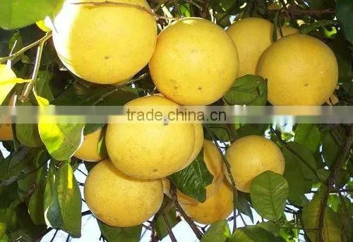 200L Effective Lemon Essential Oil Extractor on sale (EC)