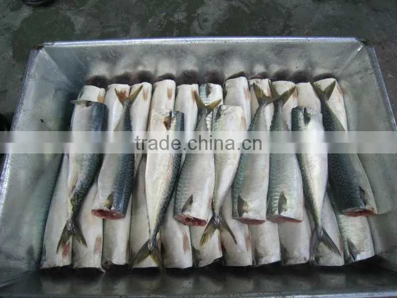 frozen pre-cooked bonito tuna loin for canning