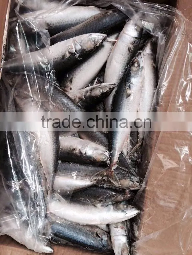 Frozen Mackerel Prices
