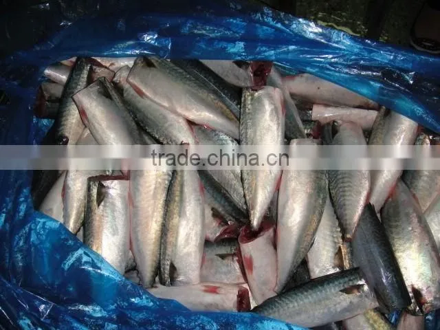 land frozen pacific mackerel headless