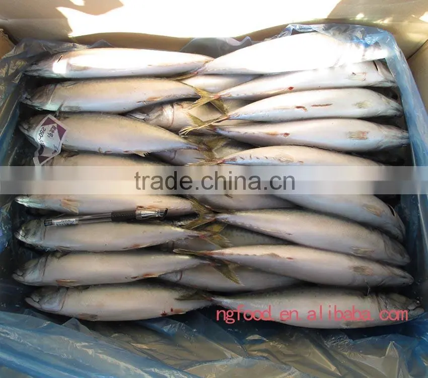 good fresh and frozen fish mackerel