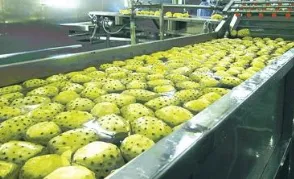 25T/H Automatic Pineapple Production Line