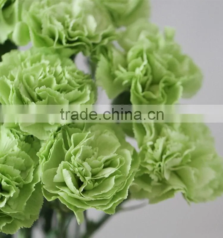 Durable Green Lady fresh cut carnation flower arrangements