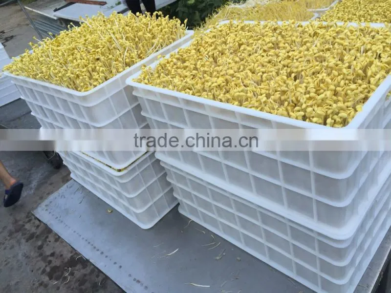 Full-automatic Bean Sprouts Machine(CE)