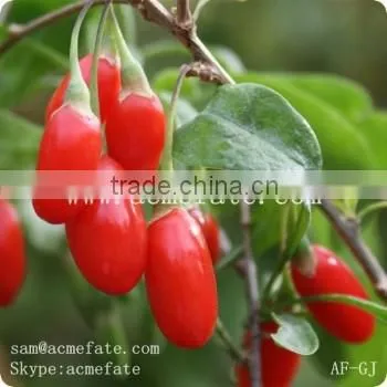Red goji berry