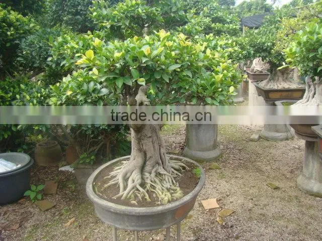 Artistic best bonsai of ficus microcarpa