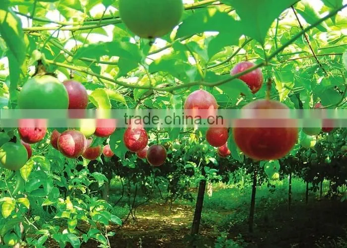 Passion fruit tree seedling