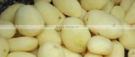 automatic fruit and vegetable brush peeler
