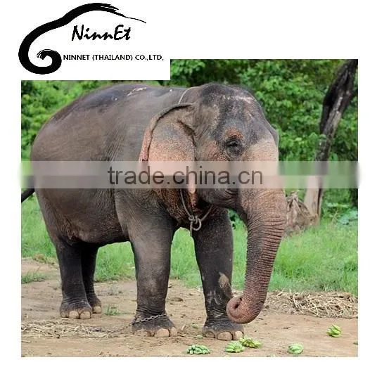 Wood Carved Elephant from Thailand