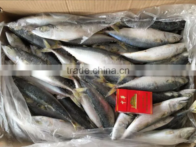 Frozen Pacific Mackerel