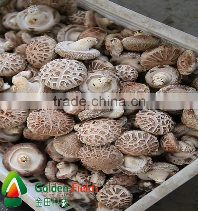wholesale bulk supply anti-aging cultivation mushroom growing kit