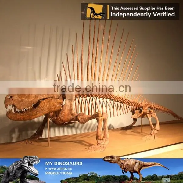 MY Dino-O08 Life size fiberglass dinosaur skeleton decoration