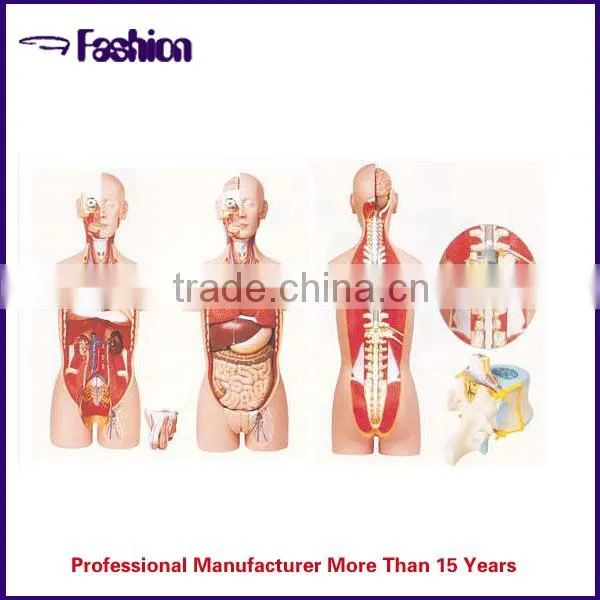 The internal structure of the human body medical device
