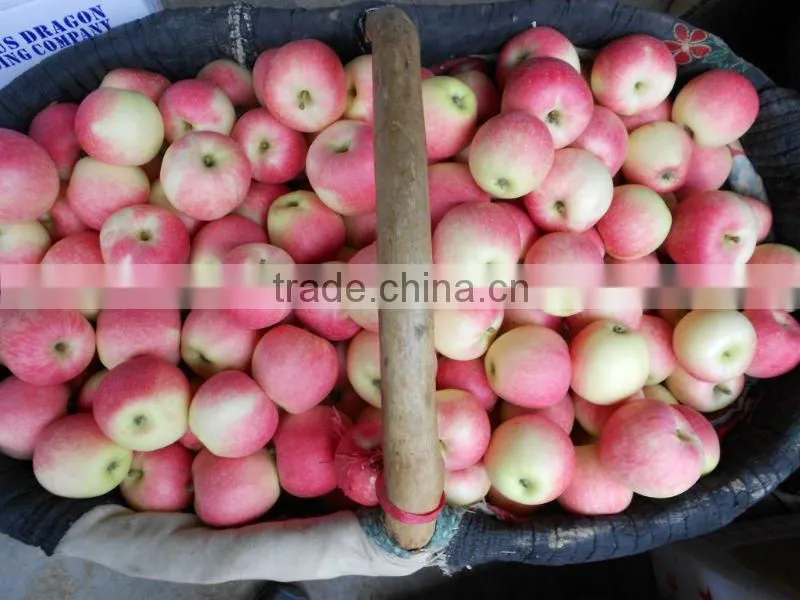 Fresh Apple 2012