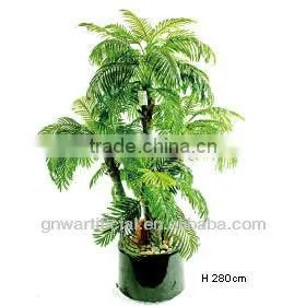 bonsai plant ficus tree indoor GNW G41