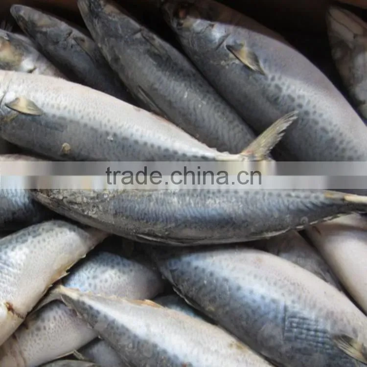 Marine Frozen fresh pacific mackerel whole round frozen mackerel