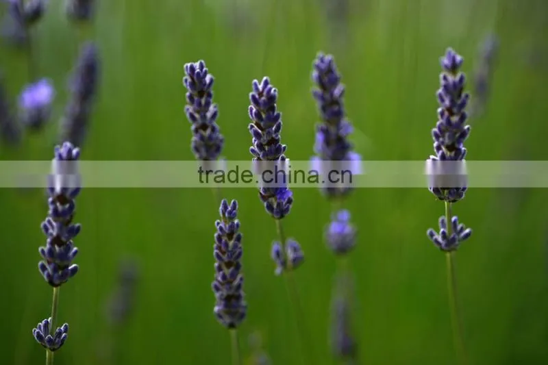 Lavender Essential Oil Famous Bath Soap