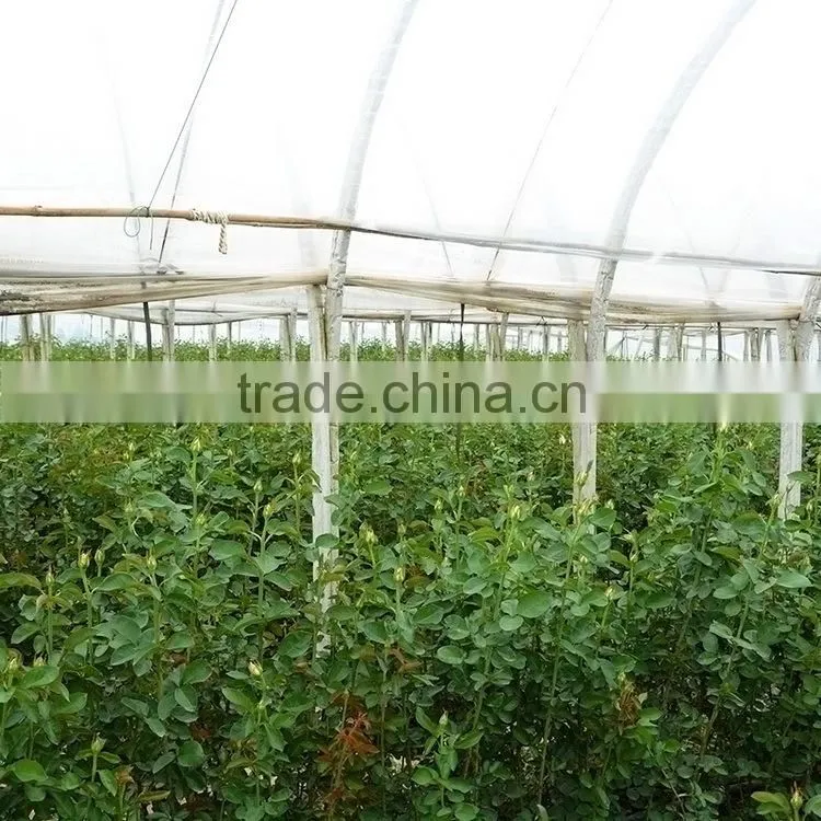 Fresh most popular pink eustoma grandiflorum
