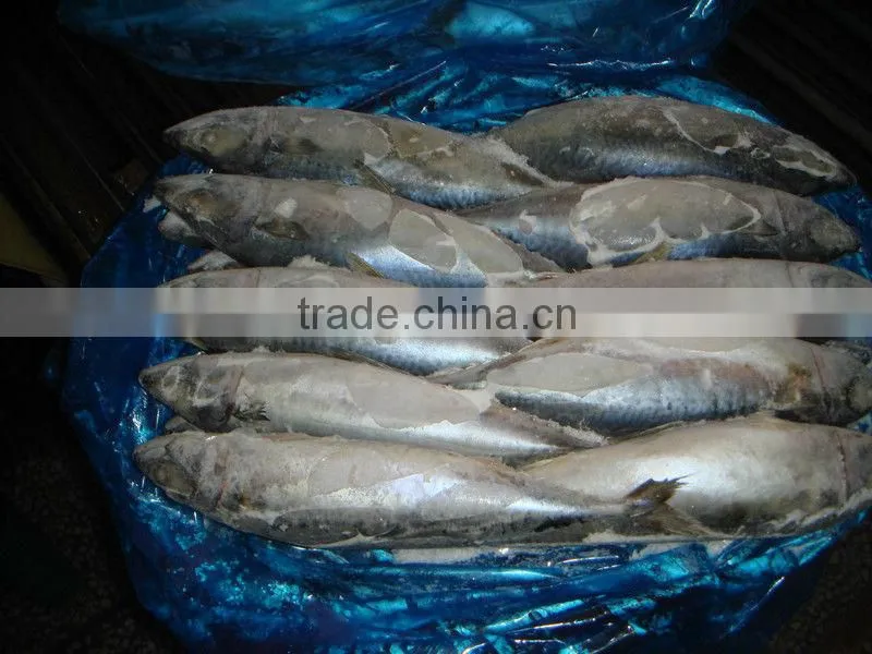 hand-laid put Frozen mackerel exporting