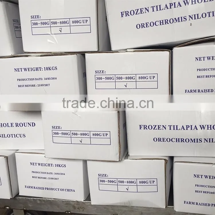 Good Quality Frozen Tilapia Chinese Factory Wholesale Price
