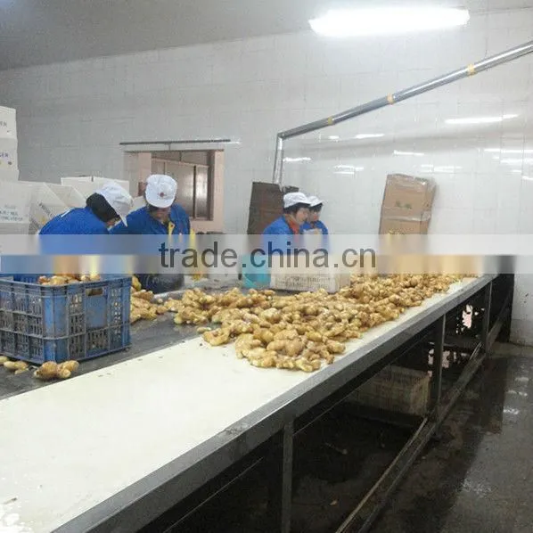 new crop China fresh ginger from fty