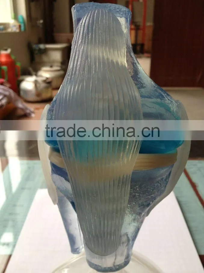 V-AM036 Plastic Human Knee Anatomic Model