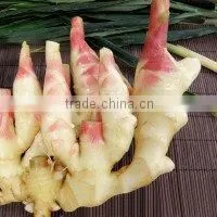 High Quality Organic Fresh Ginger Cheap Price