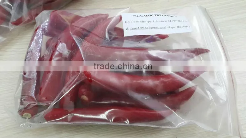 FRESH CHILI
