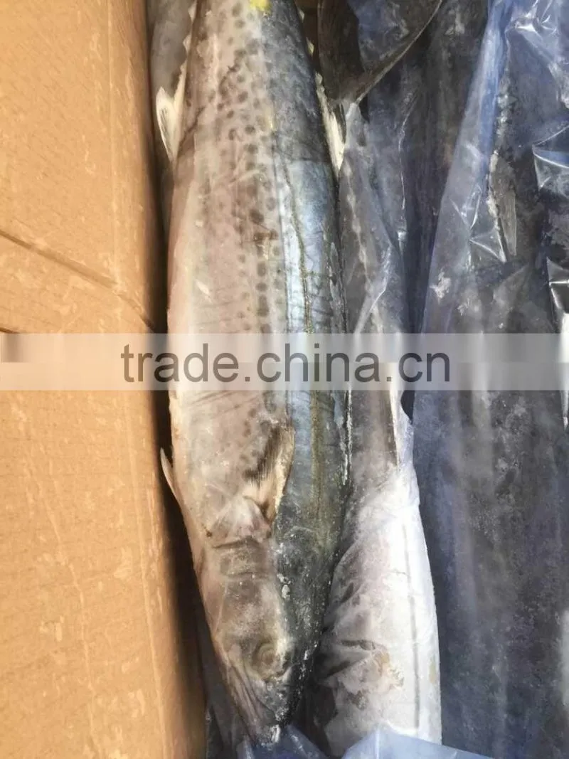 Best Quality Spanish Mackerel Frozen On Board