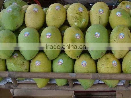 Fresh Mango Competitive price from Vietnam