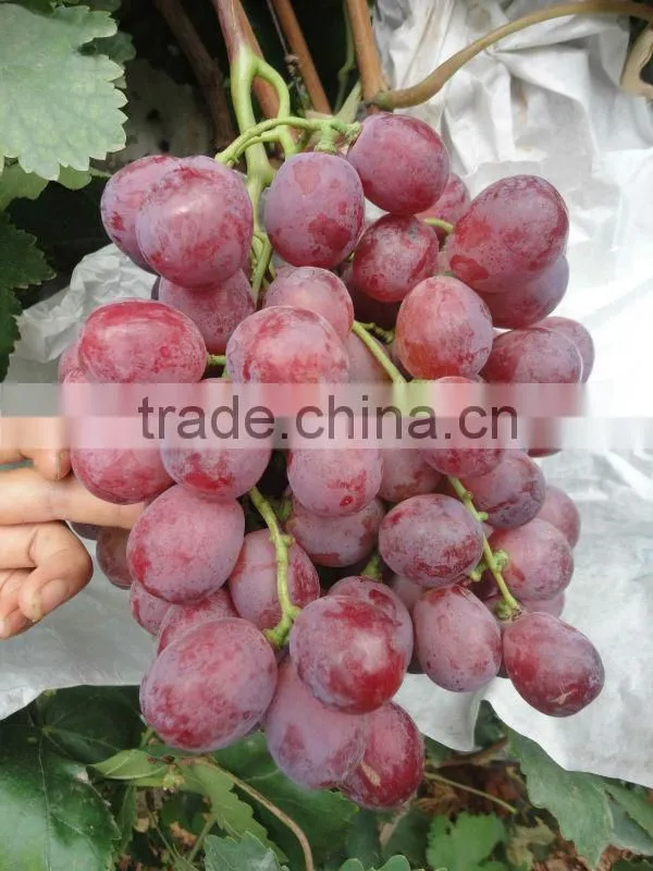 Fresh seeded grapes